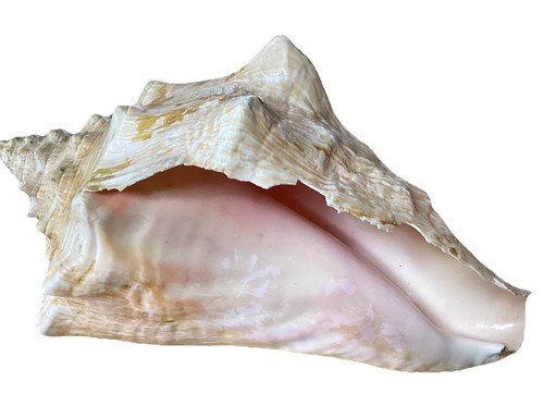Large Old Conch Seashell Spiral Horned Pink White Ocean 9x5x6” 2#