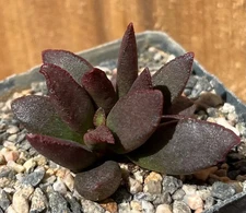 Adromischus marianae hybrid1 Succulent Cactus Plant