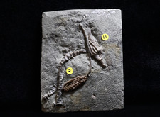Pair Fossil Crinoids, Crawfordsville, Indiana