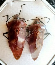 Dark Orange And Brown Bugs x2 Unmounted Entomology Specimen *Nice*