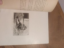 Colombophilie. Le Mal d'Aile