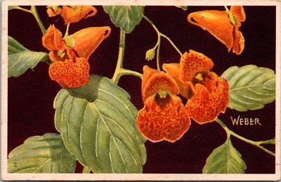 Spotted Touch-Me-Not~ National Wildlife Federation Wildflower~ VTG Postcard KB2