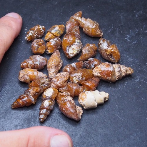 100gr Gastropode Transparent Fossil Chalcedon Mineral Achat Jura 17 - Bild 3 von 6