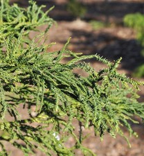 Sicheltanne Rasen 100-125cm - Cryptomeria japonica