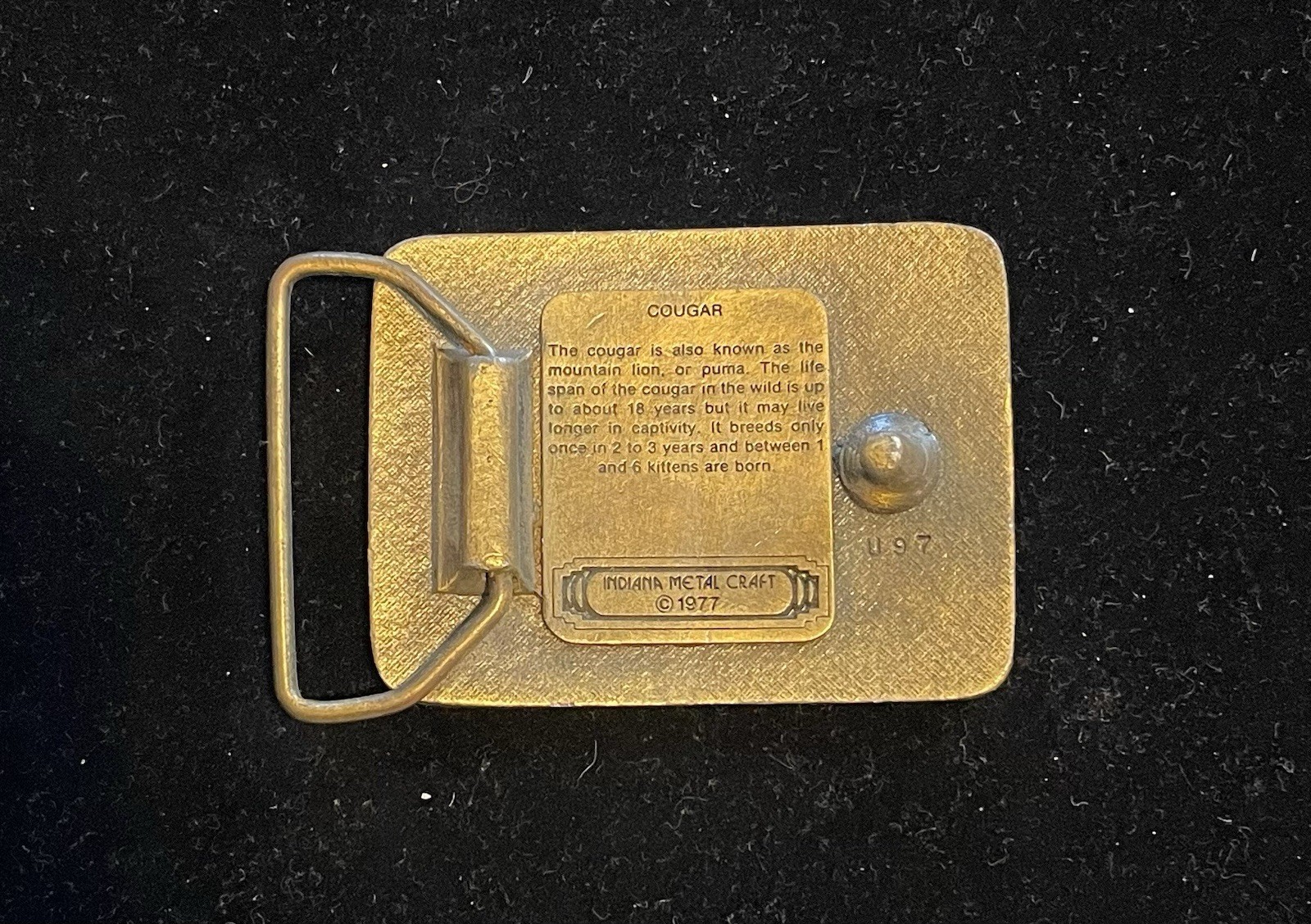 Vintage 1977 Cougar Indiana Metal Craft Belt Buckle thumbnail 6