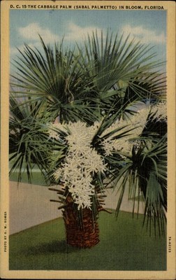 Florida Cabbage Palm Sabal Palmetto in Bloom ~ 1930s linen postcard