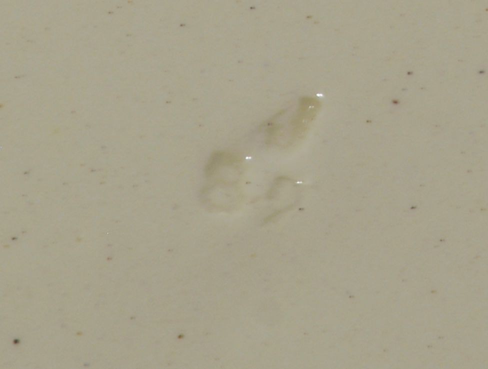 Picture 8 of 13