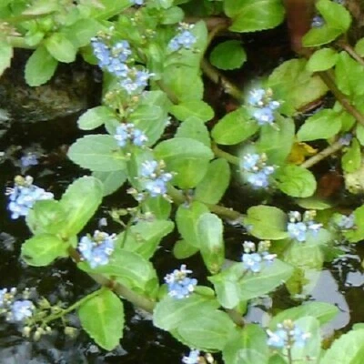 VERONICA BECCABUNGA plante OXIGENANTE bassin vivace cresson cheval chouette - Photo 1/3