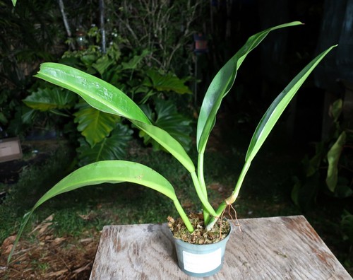 Philodendron crassinervium Plant grown in 6" Pot 26" Tall 30" Wide