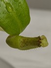 Nepenthes [mirabilis x (viking x ampullaria)] – Seed grown — photo 4