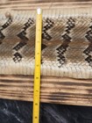 Rattlesnake Skin Canebreak Rattlesnake Glycerin Tanned 42 x 6 1/2" — photo 3
