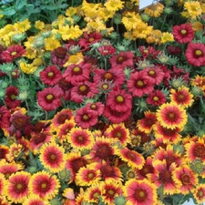 Blanket Flower SINGLE MIX Gaillardia Perennial Butterflies USA Non-GMO 100 Seeds
