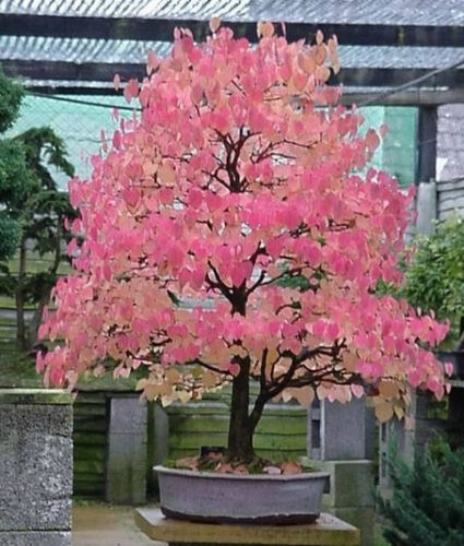 Cercidiphyllum japonicum (Katsura tree) 15 Rare viable seeds - perfect as bonsai - Afbeelding 1 van 4