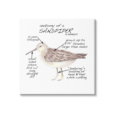 Sandpiper Beach Bird Wildlife Learning Facts Chart, Design by Dishique