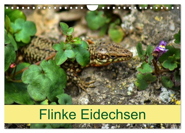 "Calendar 2027 · US Version · Nimble Lizards (Wall Calendar 2027 12\" × 8\" Landsca"-image