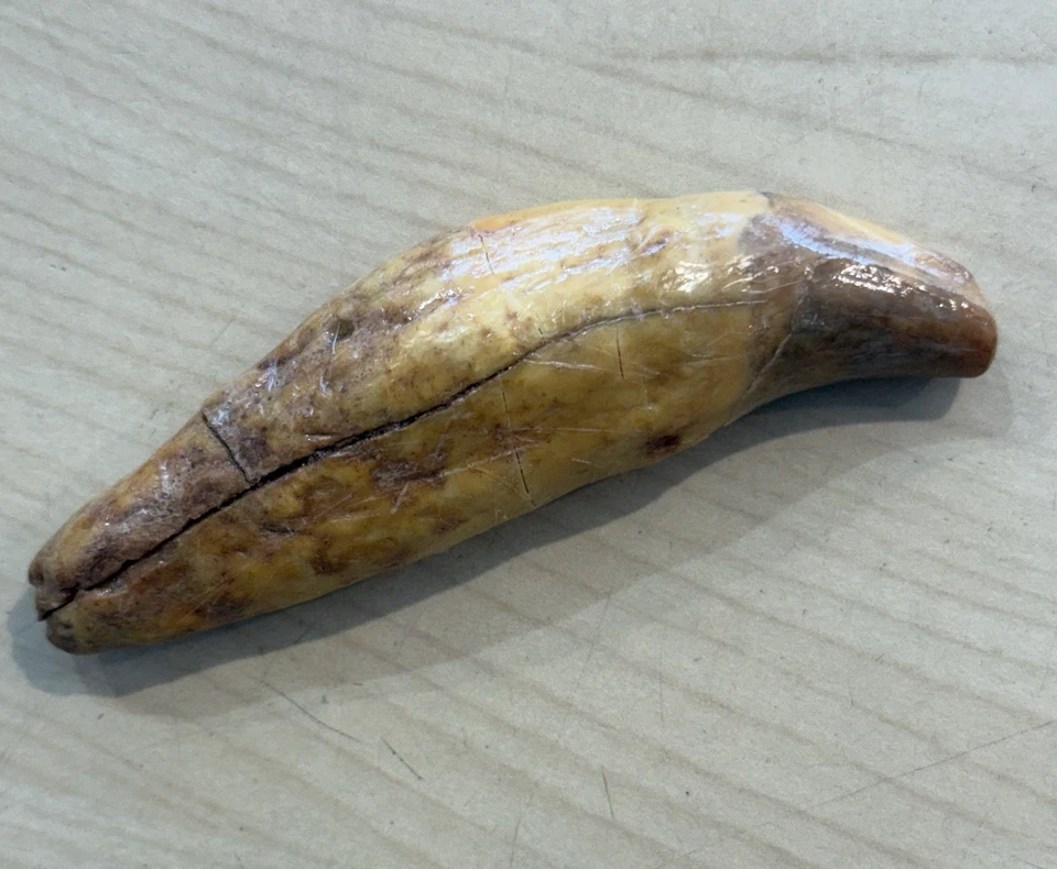 Cave bear tooth fossil, Ursus Spelaeus, Europe, Rare and getting much rarer - Image 3 of 4