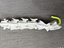 Equine Spine Study Model