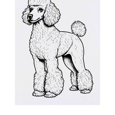 'Standard Poodle' Temporary Tattoos / Transfers (TO00097781)