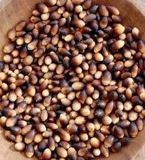 50.White Oak Acorns. 2025 Float tested For tree Seed