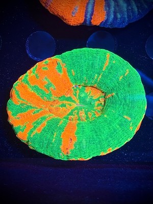 Ultra bleeding apple scoly 1st pic CK Wysiwyg live coral frag