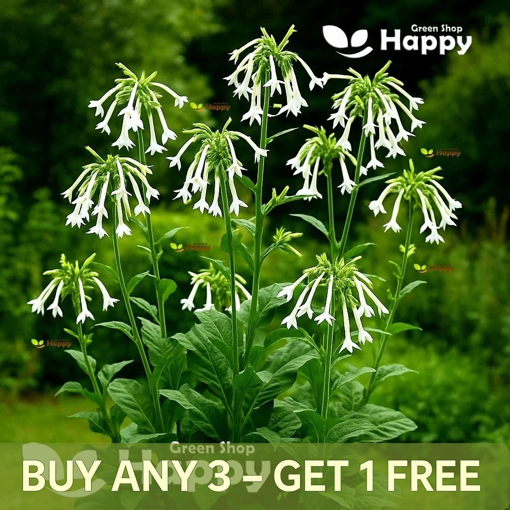 tobacco plant uk for sale Nicotiana Tobacco Plant Seeds & Bulbs for sale