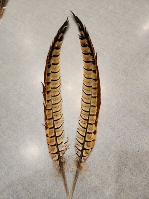 X-19 Matched Pr Hybrid Ringneck Reeves Cross Pheasant Tail Feather