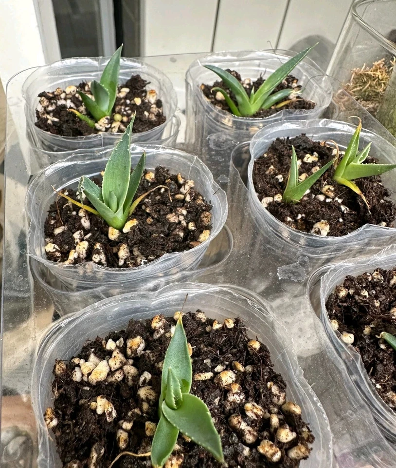 Agave Utahensis Var. Eborispina Charleston Peaks 🏵️ One plant only Succulent - Image 2 of 4