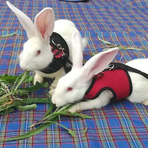 clothes for rabbits ebay