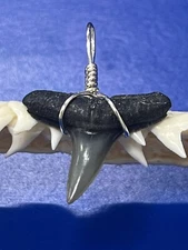 SHARK TOOTH PENDANT Fossilized 7/8 Inch Upper LEMON Shark Tooth 