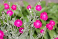 5 x Lychnis coronaria 'Rose Campion' Silene Perennial Plug Plants flowers 🐝