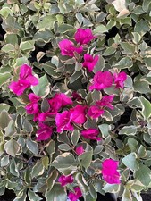 Well Rooted  Claret Red  Live VARIEGATED Bougainvillea starter/plug plant 
