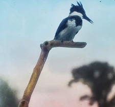 Belted Kingfisher (Male), Bird, c1940 Magic Lantern Glass Slide
