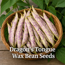 Dragon  s Tongue Wax Bean Seeds   Heirloom Non-GMO Bush Bean Variety 25 Seeds