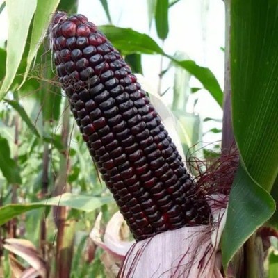 250+ Purple Waxy Corn Seedss (Zea mays ceratina) For Planting