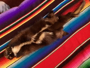 Skunk Skin Fur Medium 24” inch