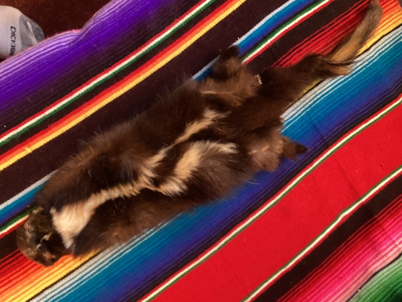 Skunk Skin Fur Medium 24” inch