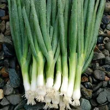 25-35 EVERGREEN BUNCHING ONION SEEDS ~ heirloomseedguy ~ 2025 ~ NON-GMO