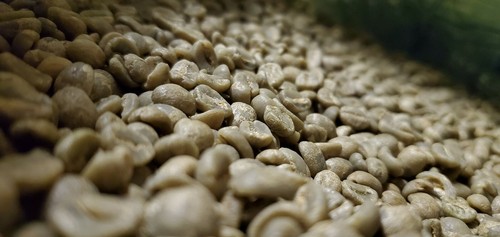 5 LB GRANOS DE CAFÉ VERDE KENIA KENIA 5 LIBRAS - ARÁBICA - Imagen 7 de 12