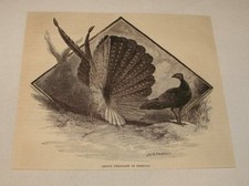 1886 magazine engraving~ ARGUS PHEASANT IN MATING DISPLAY
