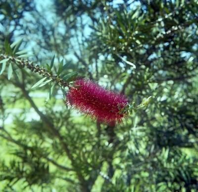 Bottle Brush Plant Close-up Macro Med Format Color  Negative