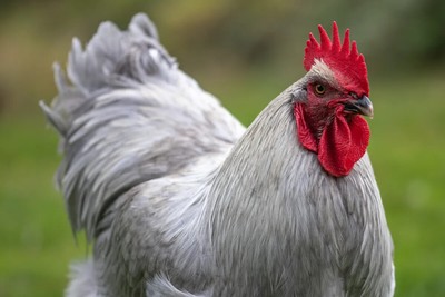 12 Lavender Orpington Hatching Eggs Paradise Farms Ebay