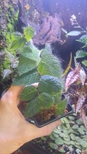 Piper Sp. Hairy Green. Rare Papua New Guinea Vine Plant. *NOT FICUS VILLOSA*