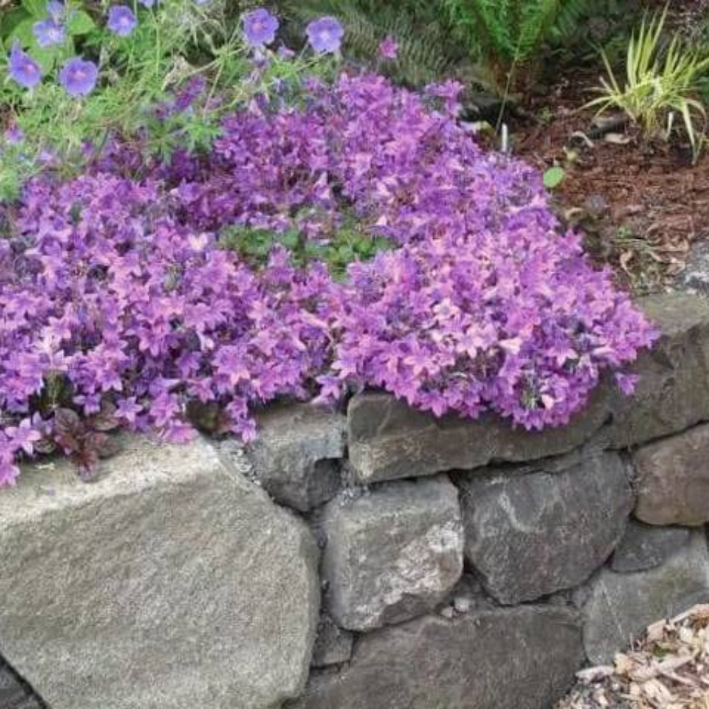 3000+ Mix Creeping Thyme Seeds Ground Cover Planting Heirloom Thymus