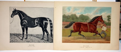 Vintage 1891 Lithograph SULTAN Horse Stallion Brookfield Stud Old English Breeds - Picture 3 of 5