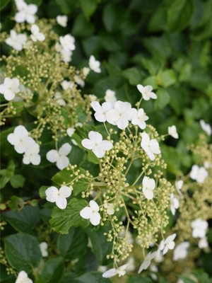 Kletterhortensie | Hydrangea petiolaris