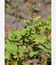 100 GOOD-KING-HENRY Seeds Chenopodium bonus-henricus  Free shipping