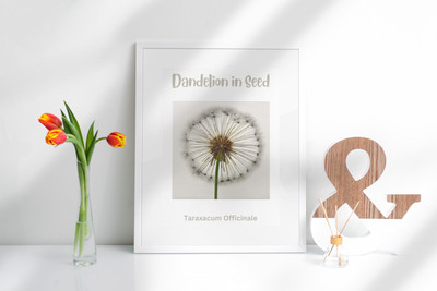 Wildblumen Wandbild Poster - Pusteblume in Samen - Botanik A4 auf 250 g/m² Karte
