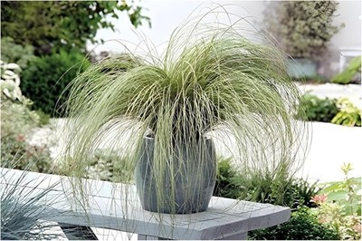 10 x Carex comans'Amazon Mist' 1 Liter(Ziergras/Gräser/Stauden) Neuseeland Segge