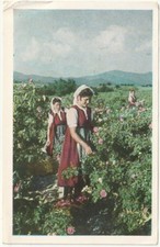 BURGAS? - BOURGASS - BULGARIA - GATHERING ROSES -656-