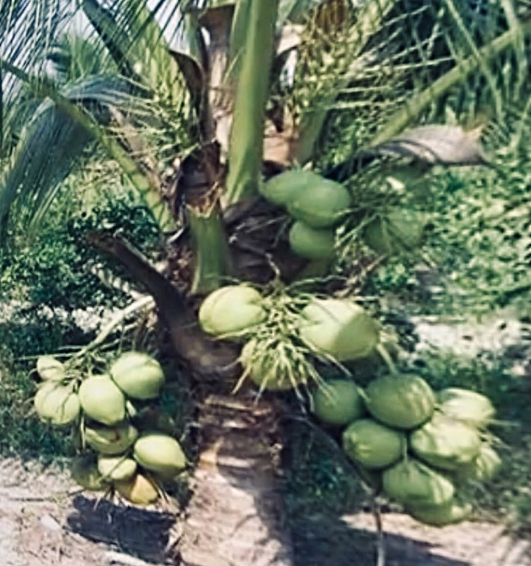 Dwarf Coconut organic seed sprouted from From the Caribbean 2 seeds